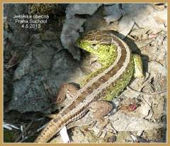 Lacerta agilis