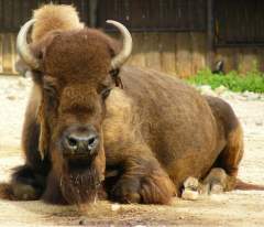 odpočívající síla