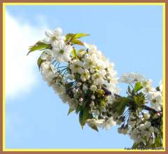 V Praze kvetou třešně