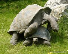 Želví vášeň - zoo Praha