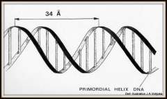DNA helix