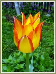 Tulipán jako plameny v trávě