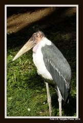 smutný elegán - marabu