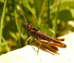 saranče