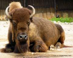 Bison