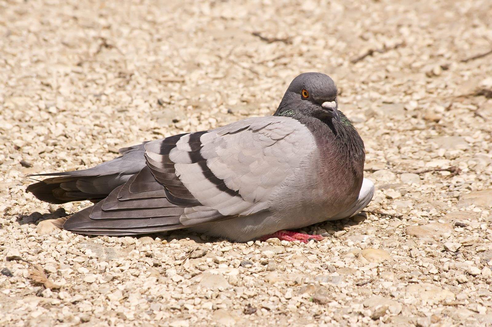 Carrier pigeon