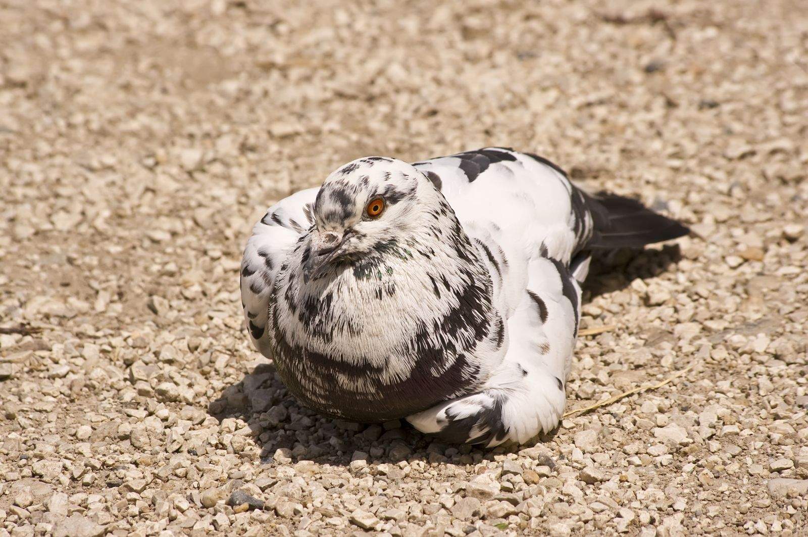 Carrier pigeon