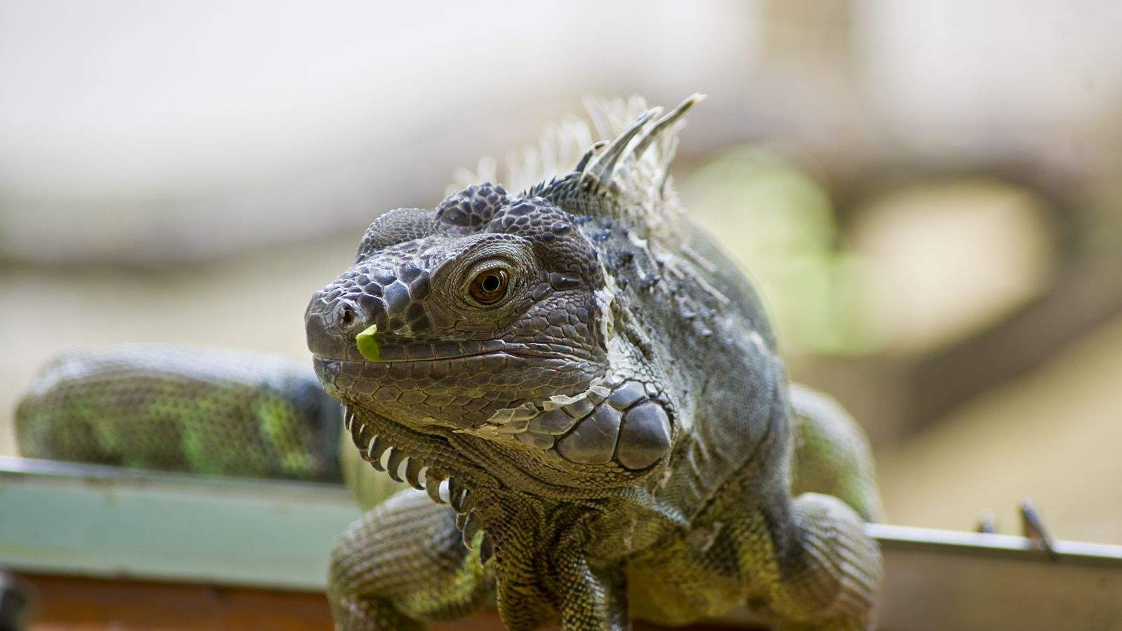 Iguana iguana