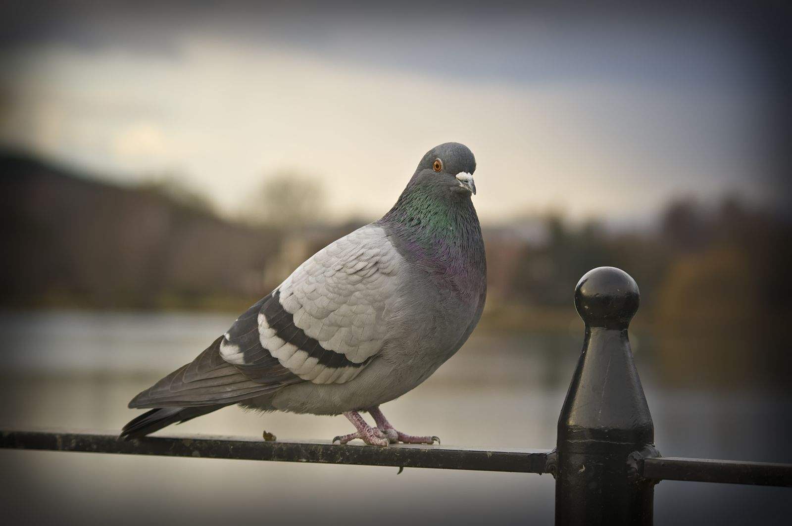 Carrier pigeon