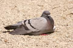 Carrier pigeon