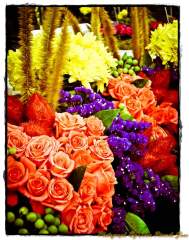 Colorful Flowers