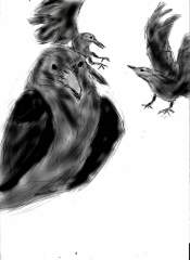 ravens