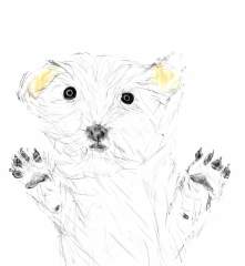 HOW MUCH IS THAT DOGGIE IN THE WINDOW