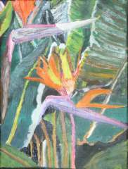 bird of paradise