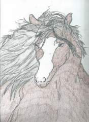 The love of Horses