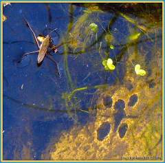 Znakoplavka a její stín