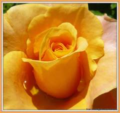 Reny MArtin RoseP1630120.JPG