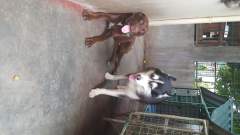 Another one of Xiongdi and Maru together