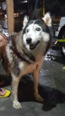 8 years down the road - Meimei is still a Beautiful old Husky!