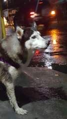 Wet Husky! Rain or shine, Meimei loves her walks!