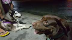 Meimei, Maru and Luis's right foot!