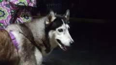 Meimei looking alert and young - she is a survivor!