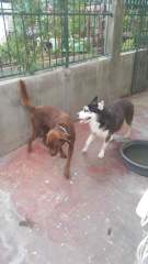 Xiongdi and Maru Playing in the yard