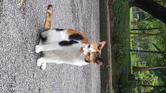 Brown, black and white cat in Lumphini Park, Bangkok