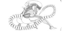 Xenomorph Line Art
