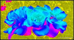 Blue and Pink Flower