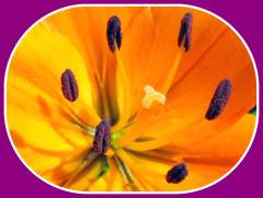 Stamens