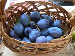 JOJO - Purple sloe (blackthorn) fruits