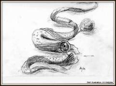 Borrelia -kresba tužkou