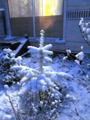 A little Christmas tree in the snow