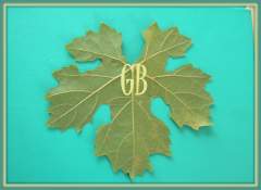 Vlajka gymnásia návrh