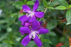 Purple flower