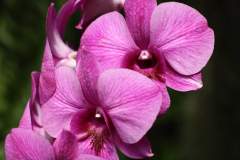 Close-up photo of a beautiful pink orchid flower