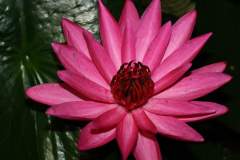 Close-up of a beautiful pink Tropical Water Lily flower at night