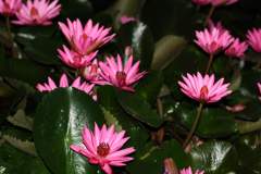Wild Tropical Water Lilies growing beside the road
