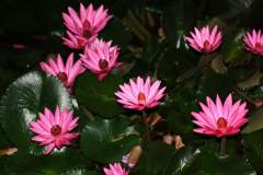 Beautiful pink Tropical Water Lilies or Lotus growing in a Bangkok street ditch