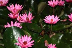 Beautiful Pink Tropical Water Lilies at night