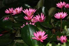 Tropical Water Lilies growing in a roadside ditch in Bangkok