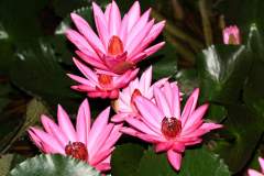Pink Tropical Water Lilies - Photo taken with the aid of a camera flash, at night