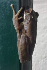 A tree frog on my gate