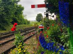 Red Poppies and some other Clourful Flowers at Ropely Station