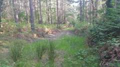 All quiet now! Nature rapidly reclaiming an old tank trackway