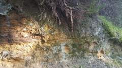 Sandstone embankment with mosses and lichen