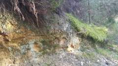 Exposed sandstone with overhanging roots and moss