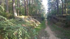 A quiet path through the woods