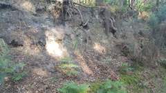 Sandy bank covered in hanging roots